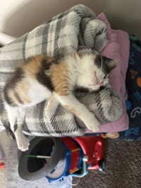 Kitten Trinket - Photo 3