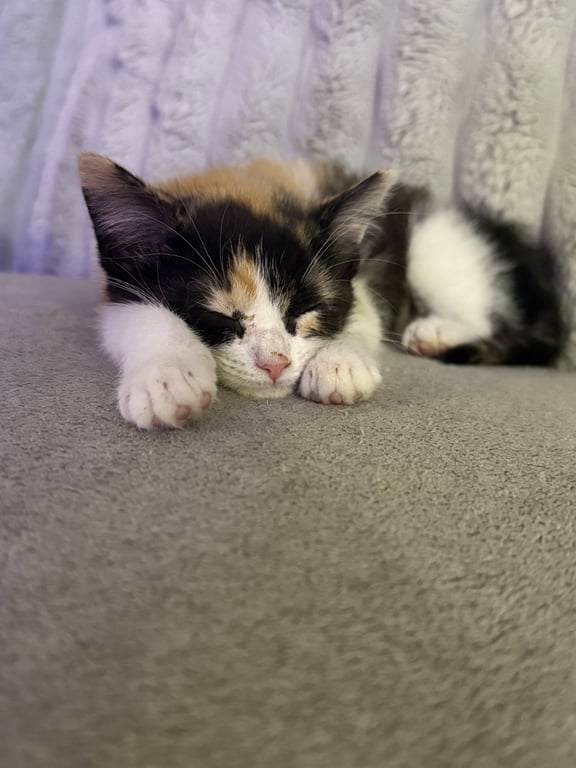 Kitten Trinket Image