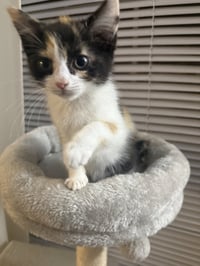 Kitten Trinket - Photo 2