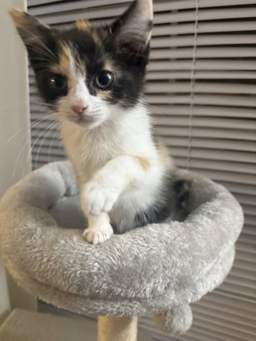 KITTEN TRINKET - Burmilla available for adoption