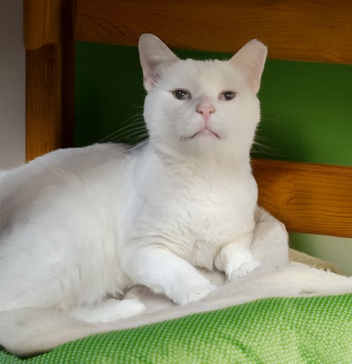 MUGSHOT - Domestic Short Hair available for adoption