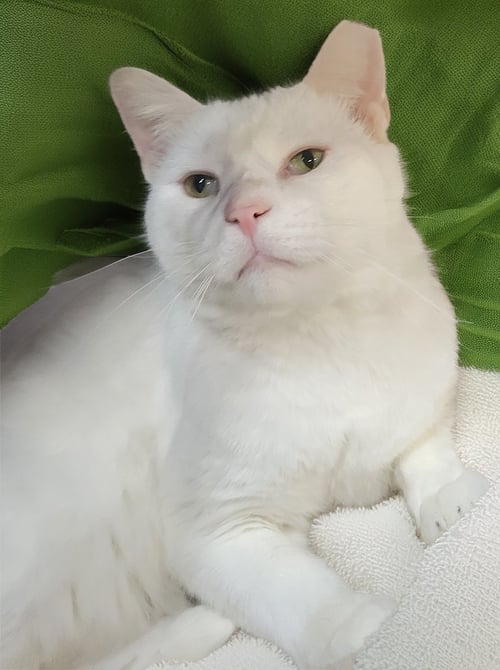 MUGSHOT - Domestic Short Hair available for adoption