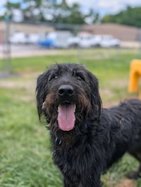 Jett - Photo 3