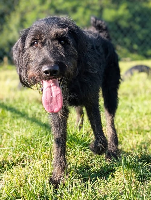 JETT - Labrador Retriever available for adoption
