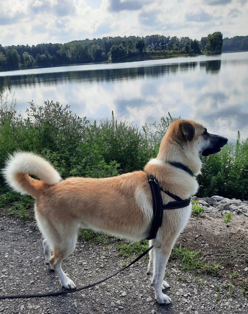 BUCK - German Shepherd Dog / Great Pyrenees for adoption in Cleveland