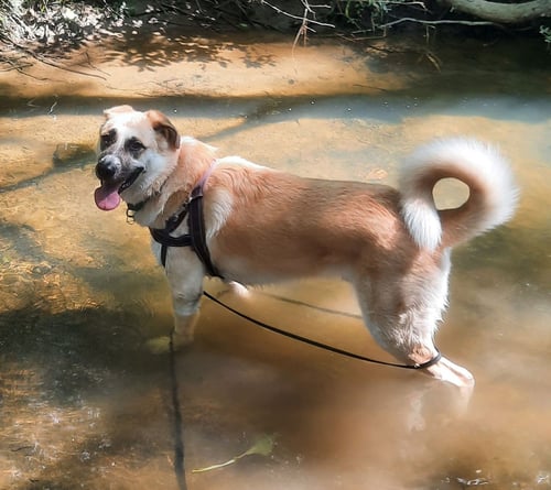 BUCK - German Shepherd Dog / Great Pyrenees available for adoption
