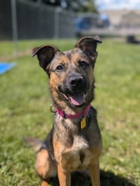 Scotty - Adoption Pending - Photo 1