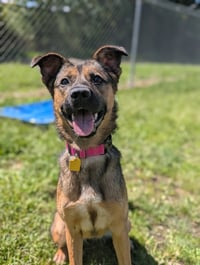 Scotty - Adoption Pending - Photo 3