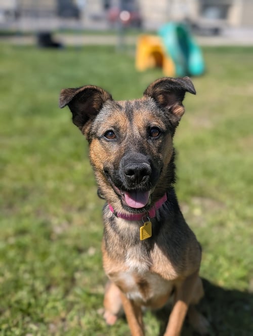 SCOTTY - ADOPTION PENDING - Shepherd available for adoption
