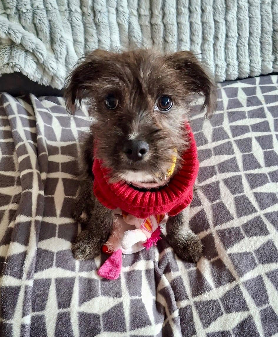 ANNIE PUPPY/PENDING ADOPTION - Wheaten Terrier / Schnauzer available for adoption