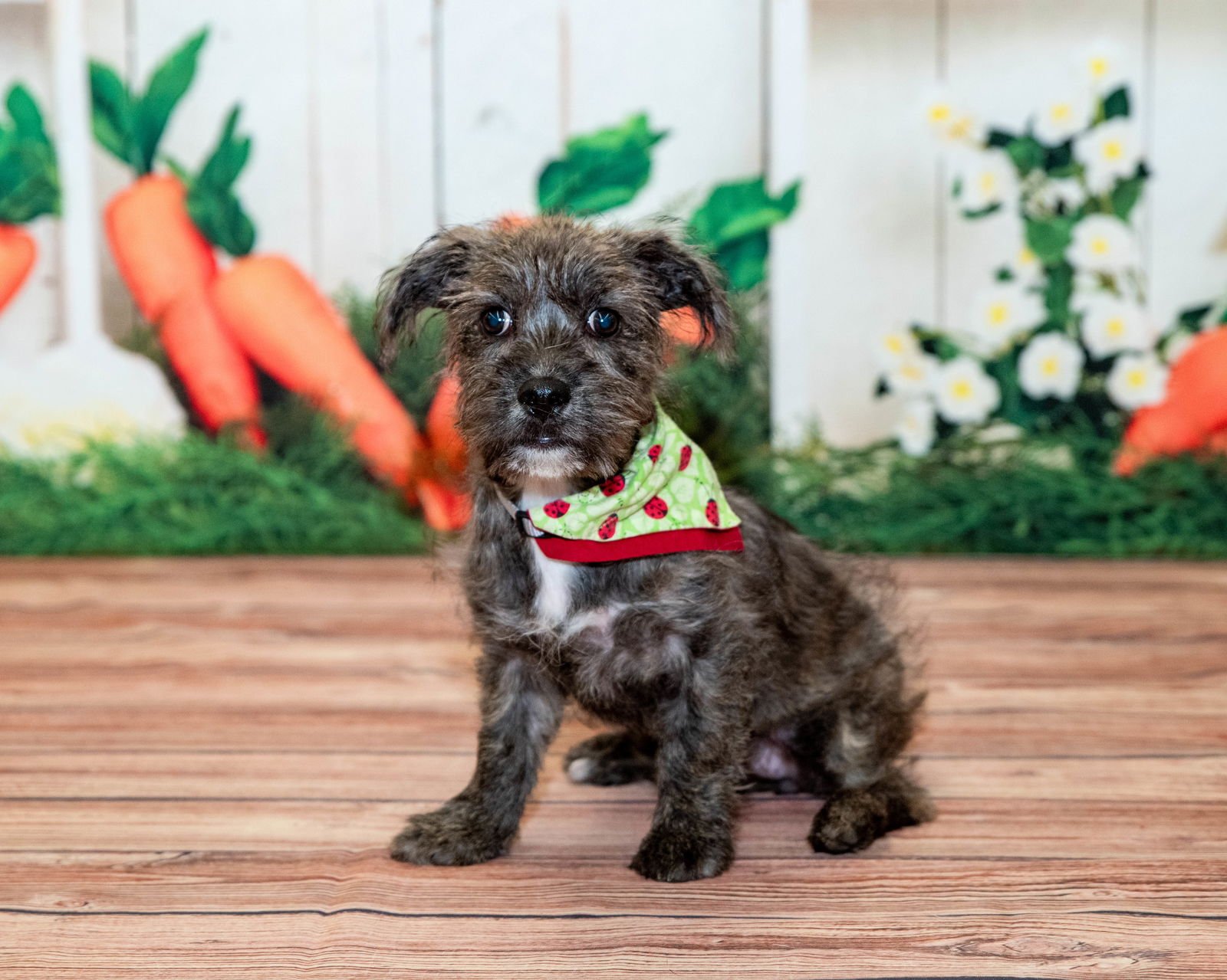 ANNIE PUPPY/PENDING ADOPTION - Wheaten Terrier / Schnauzer available for adoption