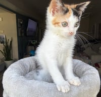 Kitten Reef - Photo 2