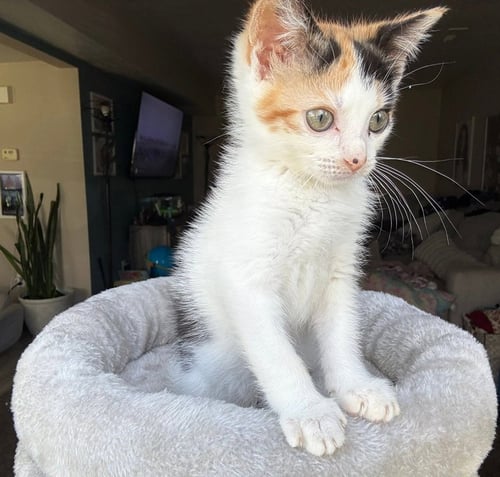 KITTEN REEF - Calico / Domestic Short Hair available for adoption