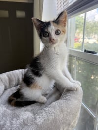 Kitten Reef - Photo 1