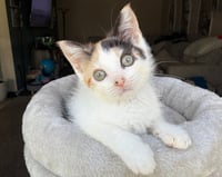 Kitten Reef - Photo 3