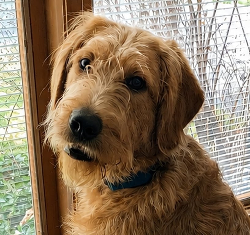 Ozzy Labradoodle Image