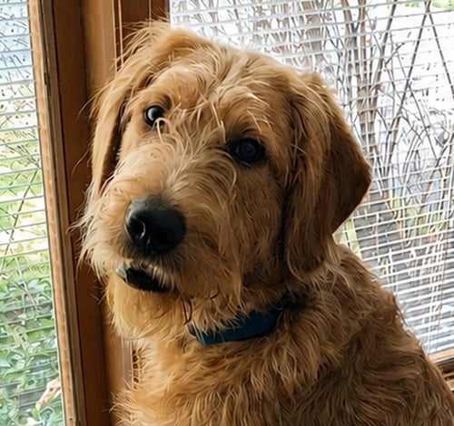 OZZY LABRADOODLE - Labrador Retriever / Poodle (Standard) available for adoption