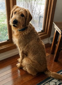 Ozzy Labradoodle - Photo 2