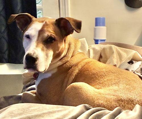 MOLLY - Hound / Terrier available for adoption