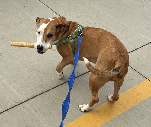 MOLLY - Hound / Terrier available for adoption
