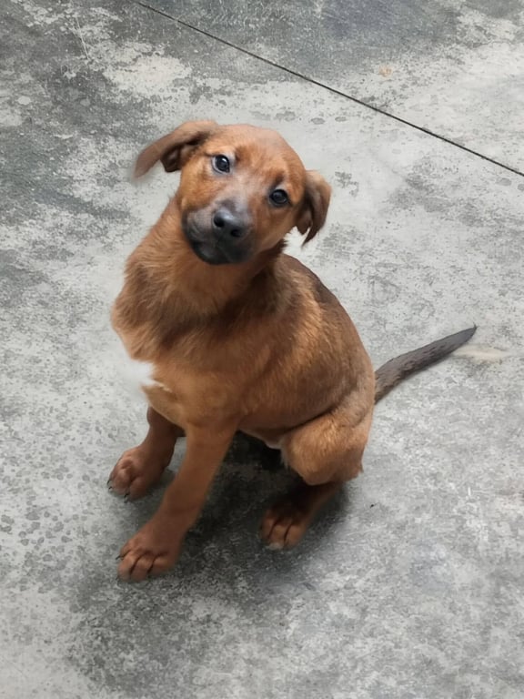 Puppy Ann Image