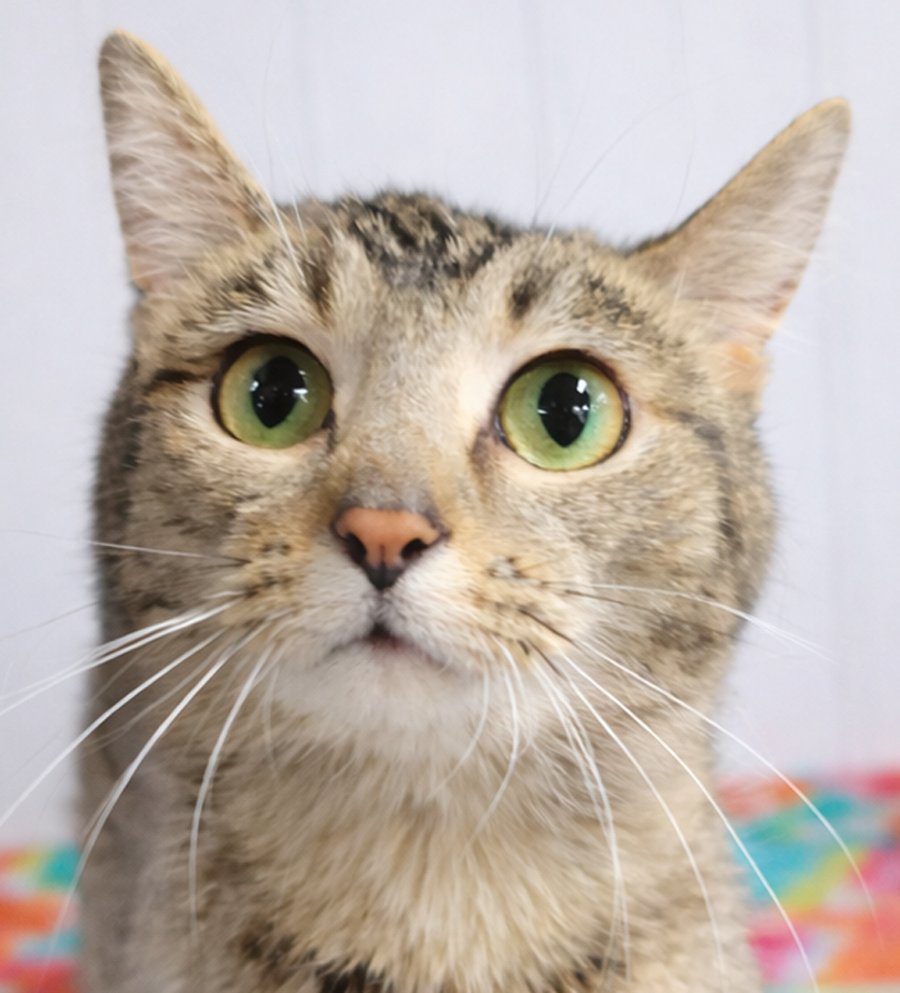 WANDA - Domestic Short Hair / Tabby available for adoption