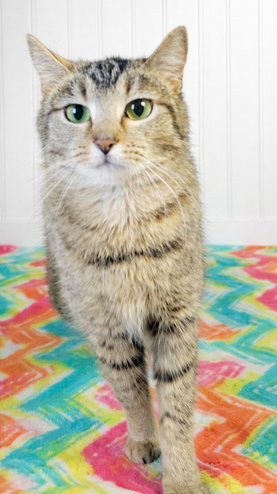 WANDA - Domestic Short Hair / Tabby available for adoption