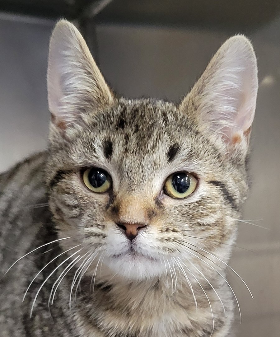 KITTEN TOASTER - Domestic Short Hair / Tabby available for adoption