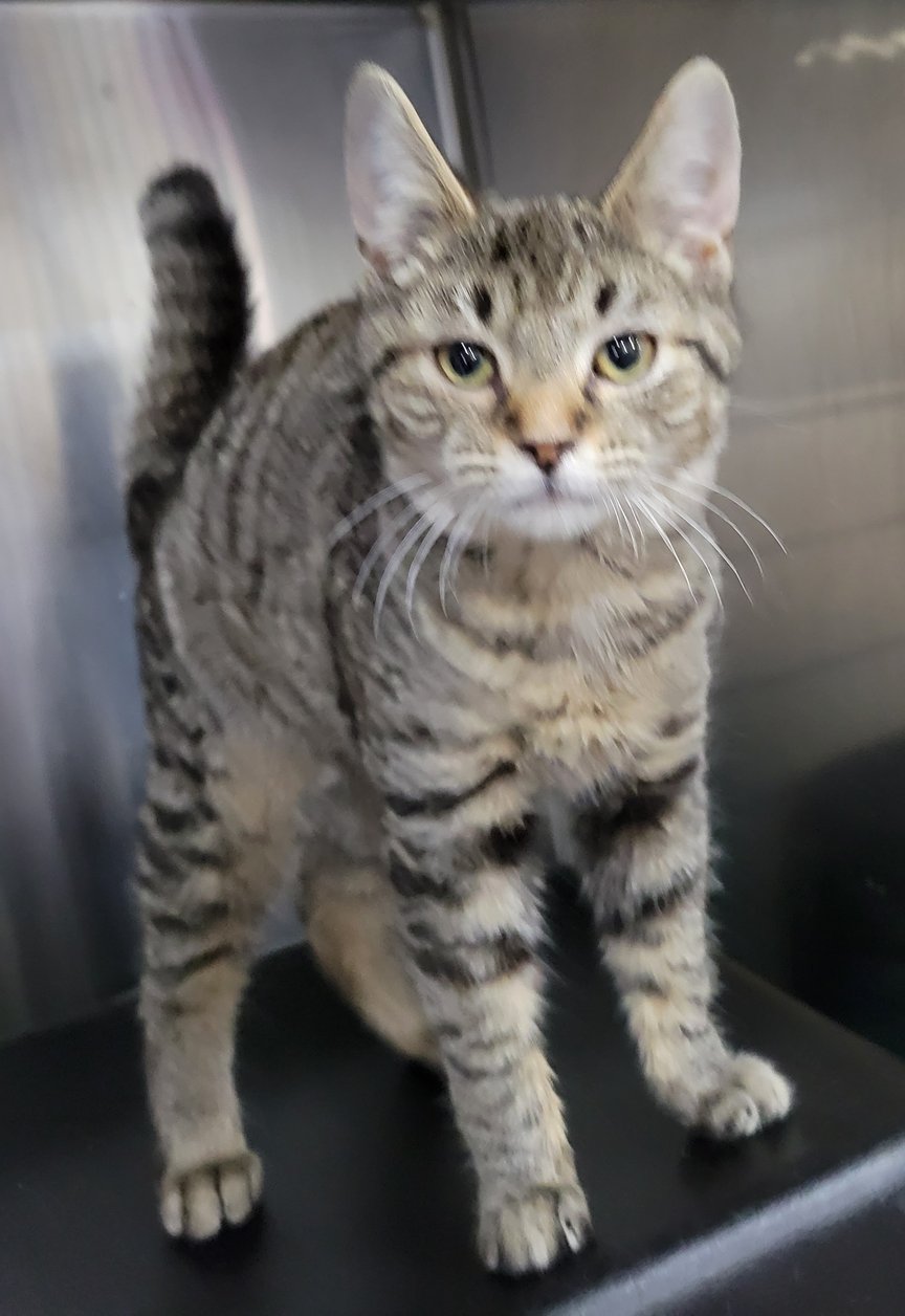 KITTEN TOASTER - Domestic Short Hair / Tabby available for adoption