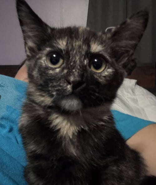 MADONNA - Domestic Short Hair available for adoption