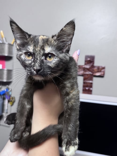 MADONNA - Domestic Short Hair available for adoption