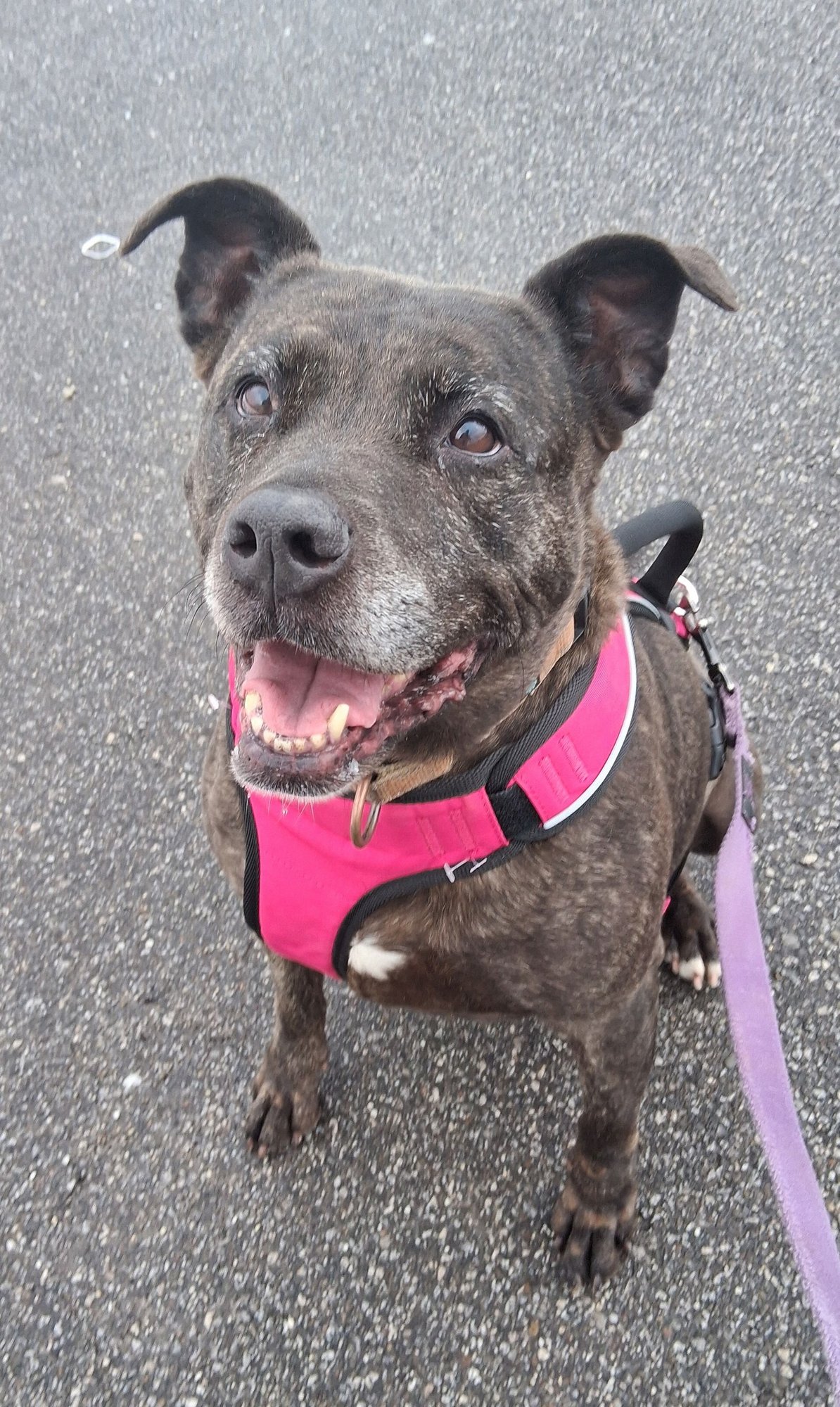 HOLLY (NEEDS FOREVER FOSTER) - Terrier available for adoption