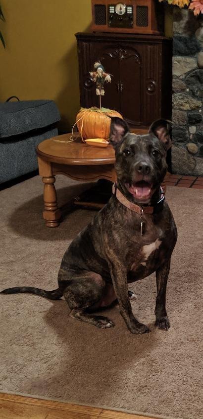 Holly (Needs Forever Foster) - Photo 3