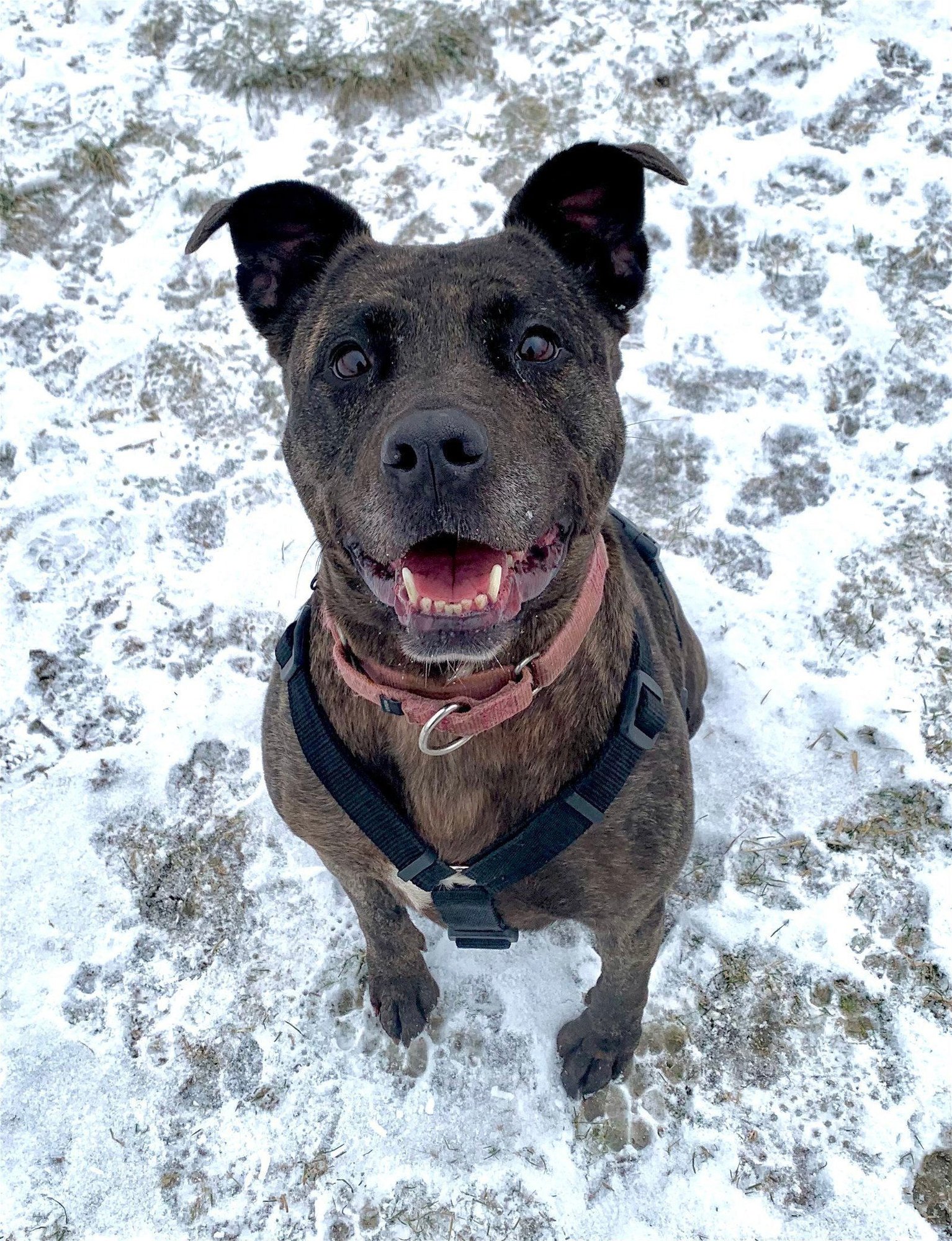 Holly (Needs Forever Foster) - Photo 4