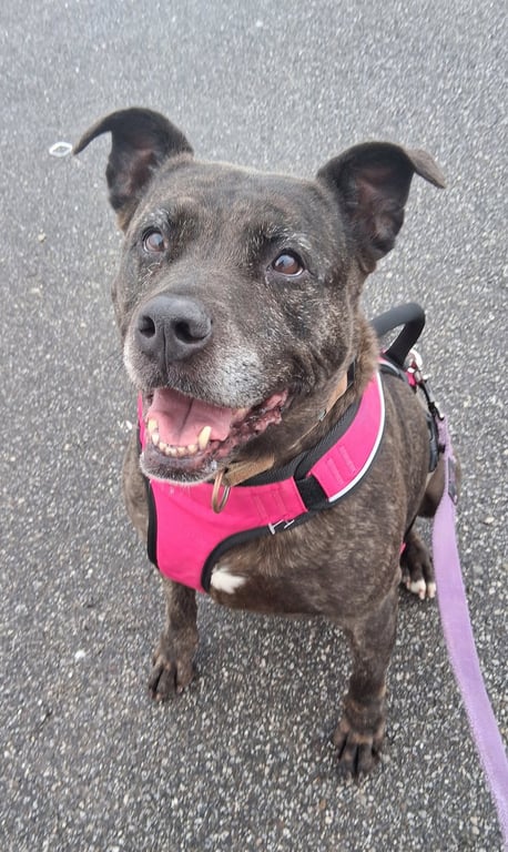 Holly (ISO Forever Foster) Image