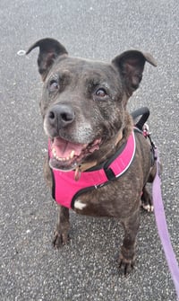 Holly (ISO Forever Foster) - Photo 1