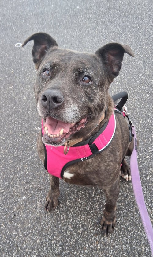 HOLLY (ISO FOREVER FOSTER) - Terrier available for adoption