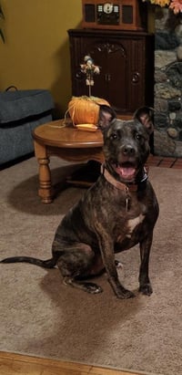 Holly (ISO Forever Foster) - Photo 3
