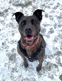 Holly (ISO Forever Foster) - Photo 4