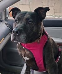 Holly (ISO Forever Foster) - Photo 2