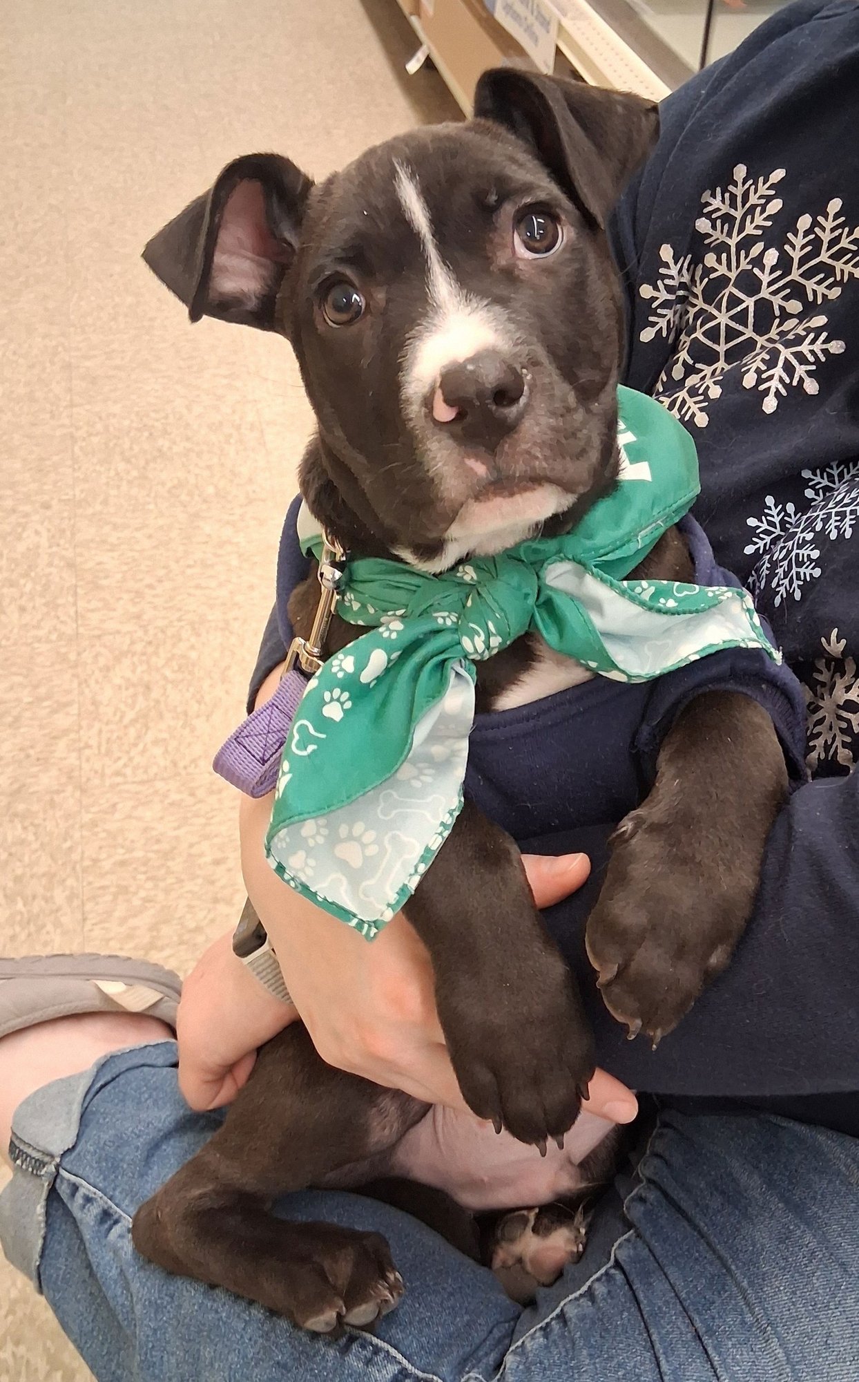 BABY PEANUT - Labrador Retriever / Boxer available for adoption