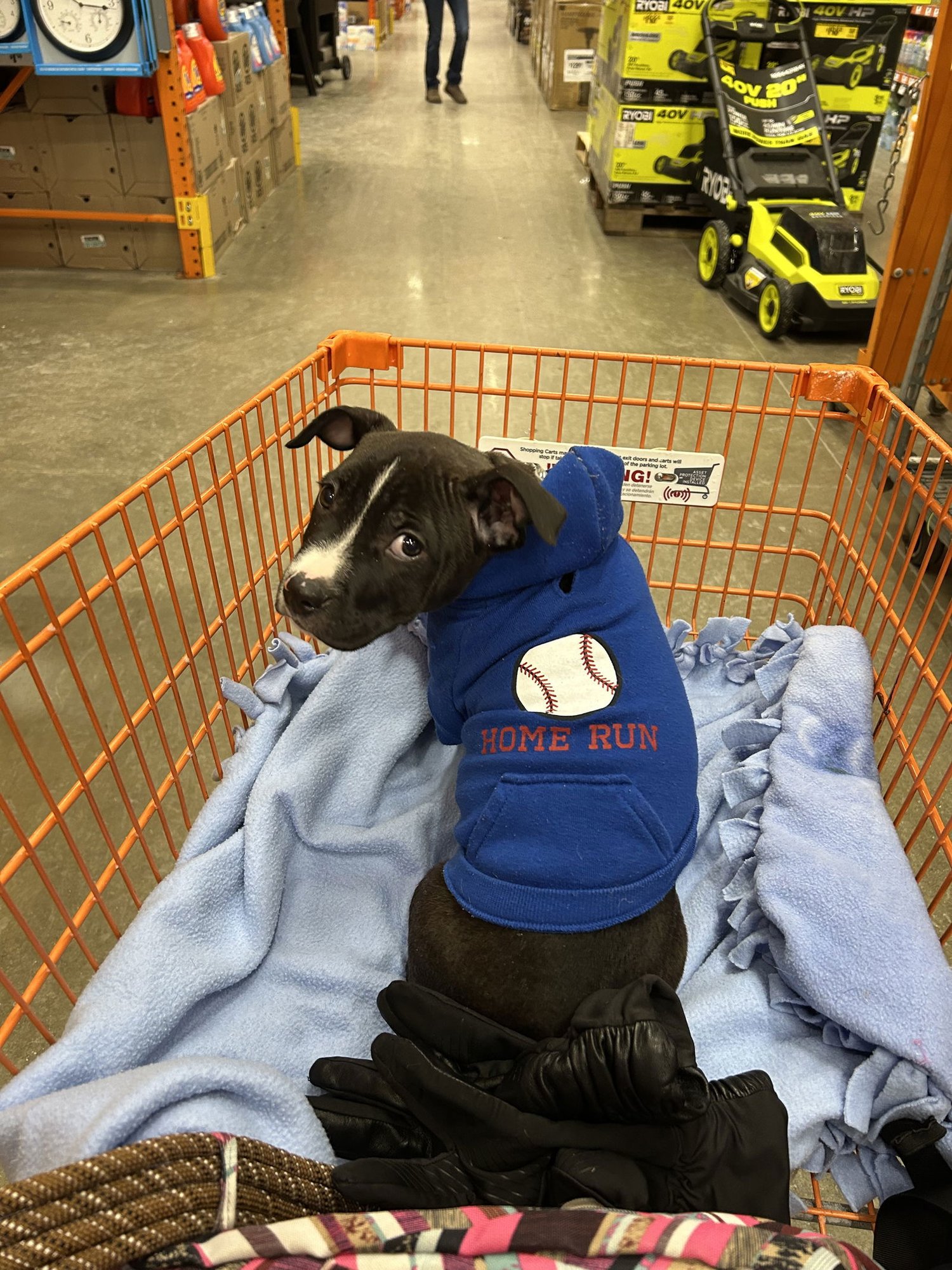 BABY PEANUT - Labrador Retriever / Boxer available for adoption