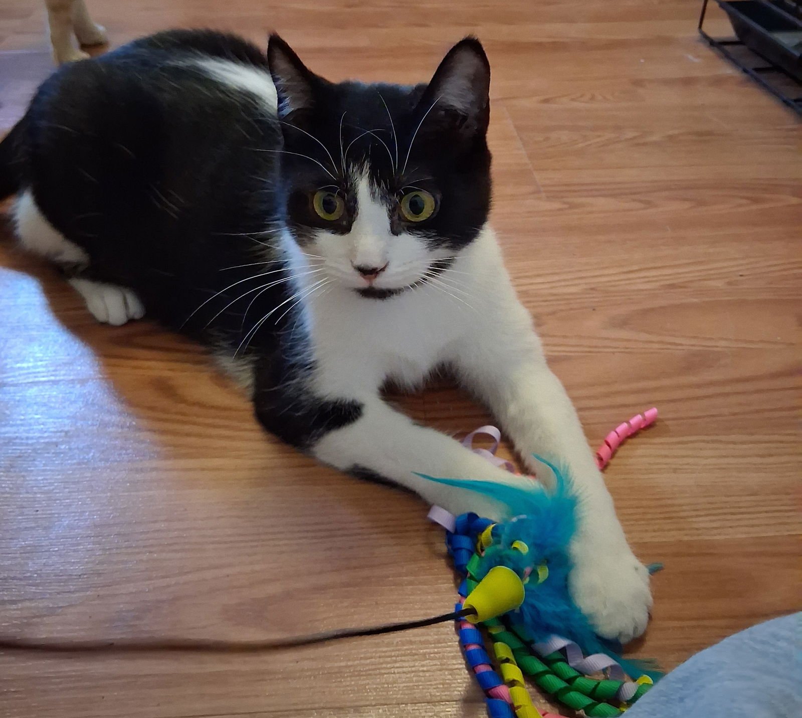 SWEET PATCHES - Domestic Short Hair available for adoption