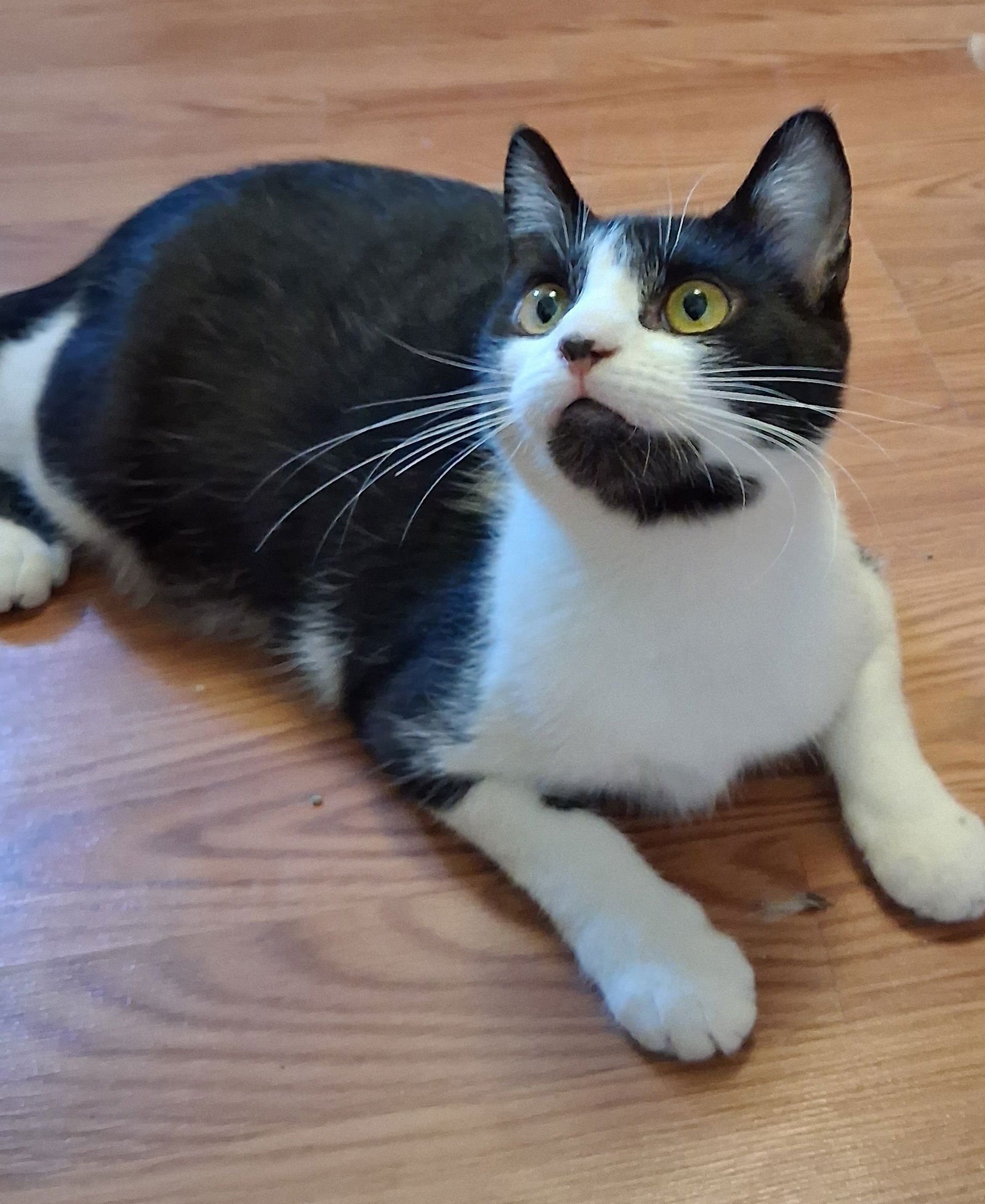 SWEET PATCHES - Domestic Short Hair available for adoption