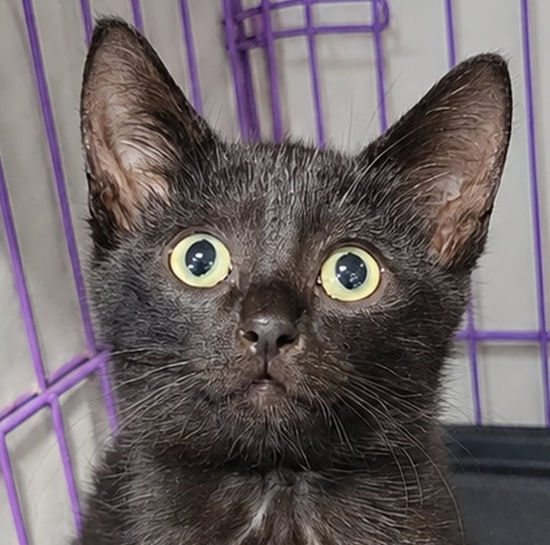 Kitten Cipher Image