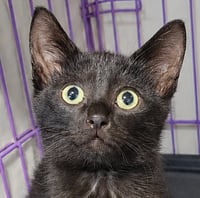 Kitten Cipher - Photo 1