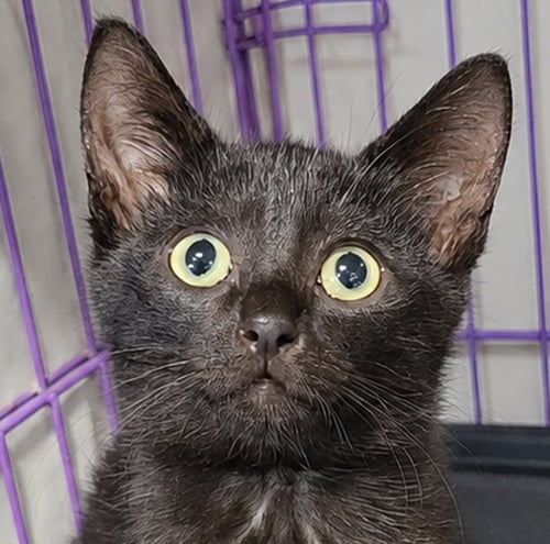 KITTEN CIPHER - Domestic Short Hair for adoption in Akron