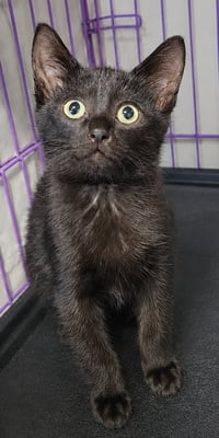 Kitten Cipher - Photo 2
