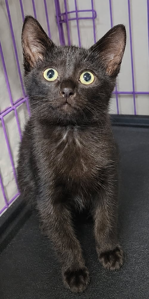 KITTEN CIPHER - Domestic Short Hair available for adoption