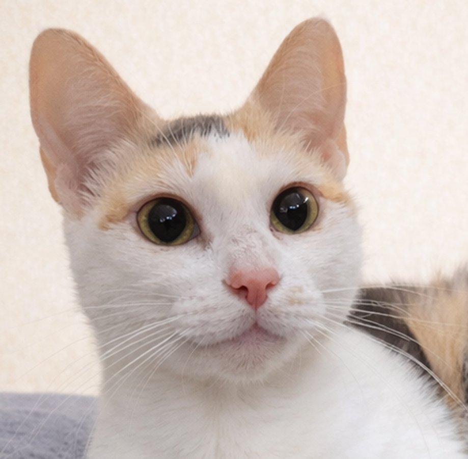 KITTEN MICHE' - Domestic Short Hair / Dilute Calico available for adoption